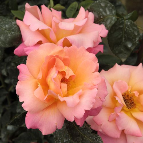 Pomarańczowy  - Róże pienne - z kwiatami bukietowymi - korona równomiernie ukształtowana